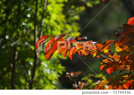 Autumn leaves of Shiraki, which was brighter red in the sun, taken in November 71744336