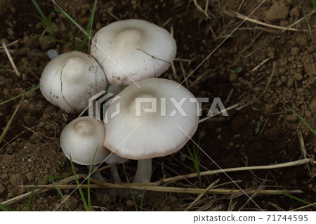 Natural mushroom Shirofukurotake, it seems that this is not always the case. Jinkasa-style umbrella with a raised center Natural mushroom Shirofukurotake, it seems that this is not always the case. Jinkasa-style umbrella with a raised center 71744595