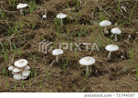 Natural mushroom Shirofukurotake, September. I'm sticking my head out in the field after harvesting Natural mushroom Shirofukurotake, September. I'm sticking my head out in the field after harvesting 71744597