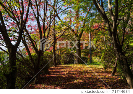 Autumn scenery with beautiful colorful autumn leaves Autumn scenery with beautiful colorful autumn leaves 71744684