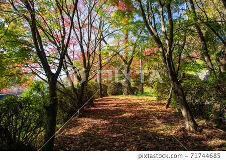 Autumn scenery with beautiful colorful autumn leaves Autumn scenery with beautiful colorful autumn leaves 71744685
