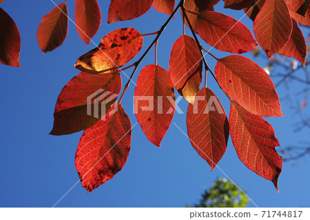 Shiraki的秋葉,藍天和鮮紅色很美,攝於11月 Shiraki的秋葉,藍天和鮮紅色很美,攝於11月 71744817