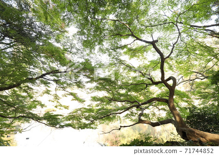 Fresh green 71744852