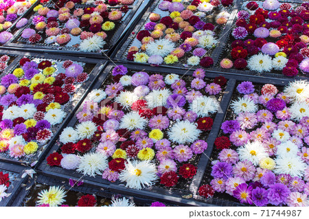 A colorful autumn image with many dahlia flowers A colorful autumn image with many dahlia flowers 71744987