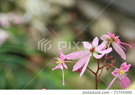 多瓣式大前寺莊(首都草) 多瓣式大前寺莊(首都草) 71745000