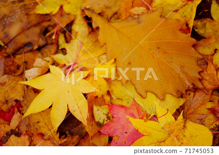 Fallen leaves Fallen leaves 71745053
