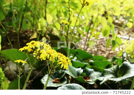 從秋天到初冬開花的tsuwabuki Ishibuki 照片素材 圖片 圖庫