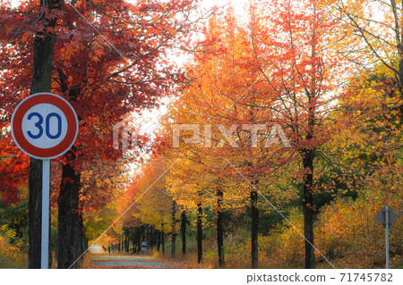 Autumn tree-lined road dyed with autumn leaves Autumn tree-lined road dyed with autumn leaves 71745782