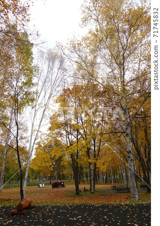 Birch forest of autumn leaves (Hokkaido) Birch forest of autumn leaves (Hokkaido) 71745832