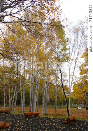 Birch forest of autumn leaves (Hokkaido) Birch forest of autumn leaves (Hokkaido) 71745833