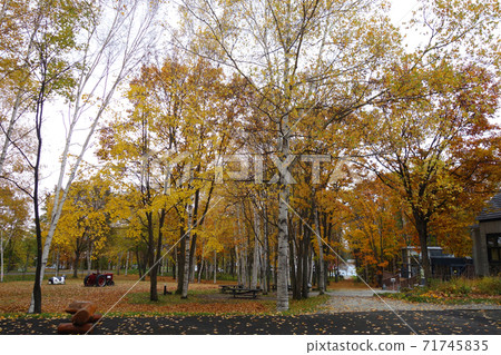 Birch forest of autumn leaves (Hokkaido) Birch forest of autumn leaves (Hokkaido) 71745835