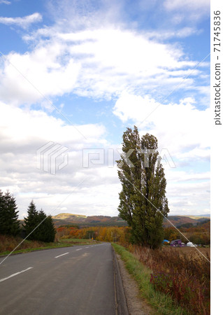 Tree of Ken and Mary (poplar) Tree of Ken and Mary (poplar) 71745836