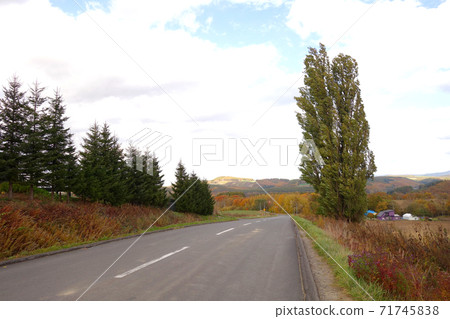 Tree of Ken and Mary (poplar) Tree of Ken and Mary (poplar) 71745838
