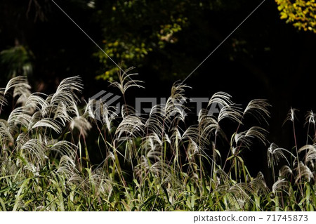 Miscanthus sinensis in autumn park 71745873
