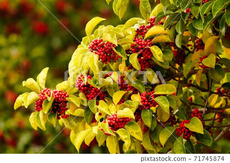 黑果與紅色水果在秋天的公園 71745874