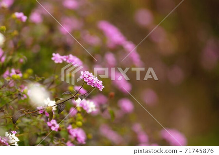 Pink barbena that shines in the park 71745876