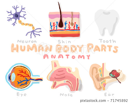 Set of Human anatomy; Hand drawn vector illustration like woodblock print 71745892