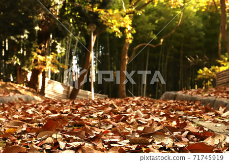 A walking path in a park filled with dead leaves A walking path in a park filled with dead leaves 71745919