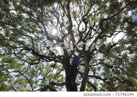 Large camphor tree Large camphor tree 71746194