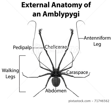 External Anatomy of an Amblypygi on white background External Anatomy of an Amblypygi on white background 71746562