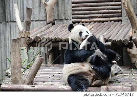 親子熊貓 71746717