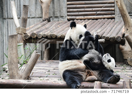 Parent-child Panda 71746719