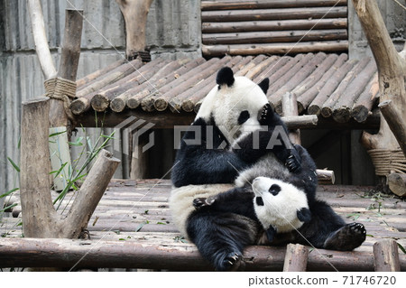 Parent-child Panda 71746720