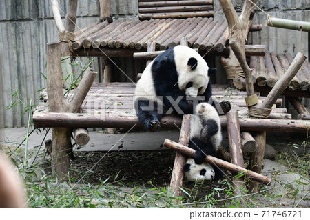 Parent-child Panda 71746721
