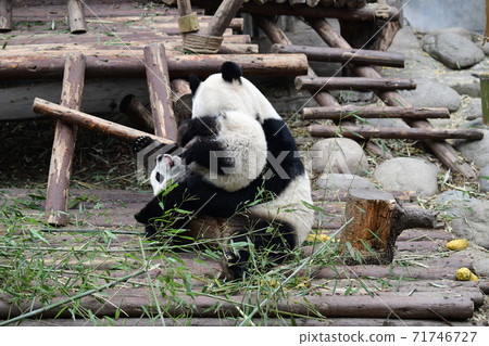 Parent-child Panda 71746727