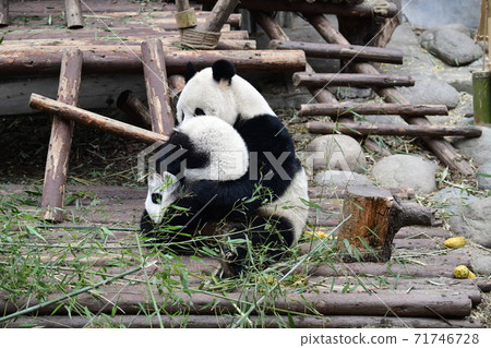 親子熊貓 親子熊貓 71746728