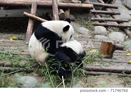 親子熊貓 親子熊貓 71746768