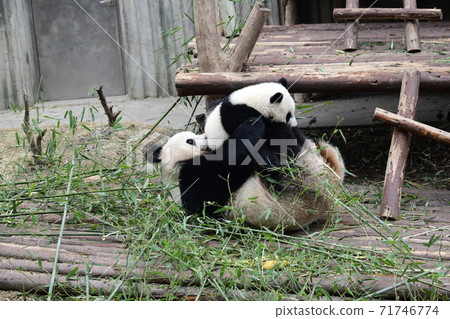Parent-child Panda 71746774