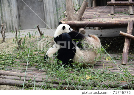 Parent-child Panda 71746775
