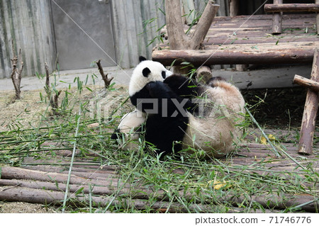 Parent-child Panda 71746776