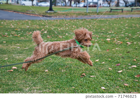 toy poodle running