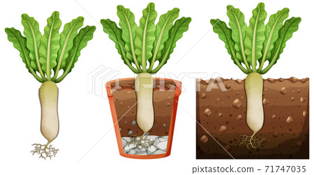 Set of radish plant with roots isolated on white background Set of radish plant with roots isolated on white background 71747035