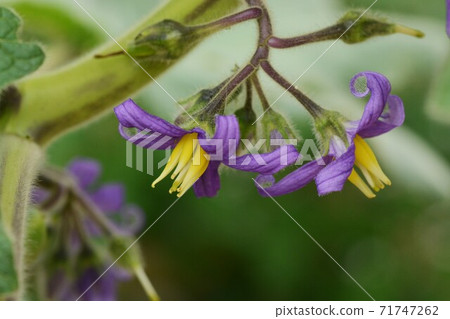 Flower of Solanum mammosum Flower of Solanum mammosum 71747262