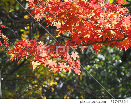 Autumn leaves in the park Autumn leaves in the park 71747264