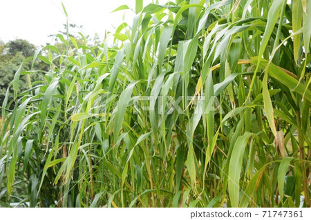 Sorghum (sorghum / kolyan) Sorghum (sorghum / kolyan) 71747361