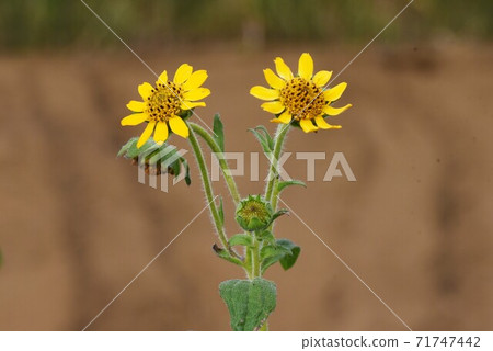 健康的蔬菜和育空花 健康的蔬菜和育空花 71747442