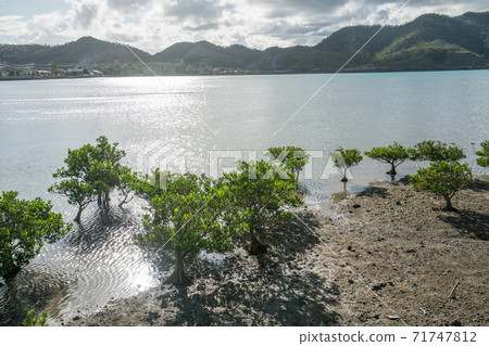 ami美大島紅樹林（Kasari灣） 71747812