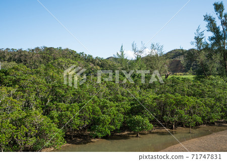 Amami Oshima Mangrove (Kasari Bay) 71747831