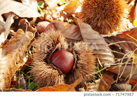 Igaguri Igaguri 71747987