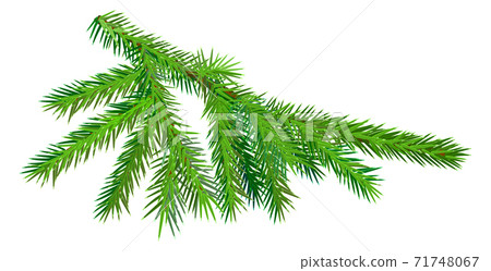 Green fir branch isolated on white background symbol of christmas 71748067