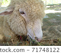 Sheep grazing the grass the farmer gave 71748122