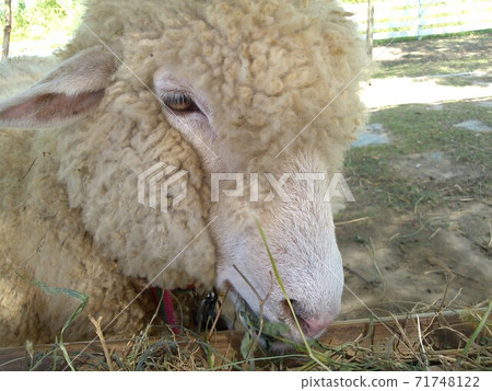 Sheep grazing the grass the farmer gave Sheep grazing the grass the farmer gave 71748122