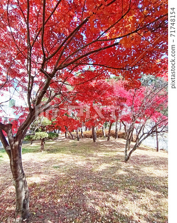 Maple,maple,autumn,nature 71748154