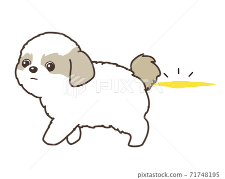 Shih Tzu, a dog peeing on the floor Shih Tzu, a dog peeing on the floor 71748195