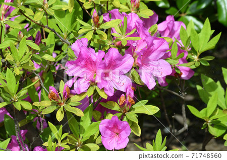 集中於圖像的中心部分的照片,關閉杉木花和葉子射擊有新綠色季節密集的杜娟花的 集中於圖像的中心部分的照片,關閉杉木花和葉子射擊有新綠色季節密集的杜娟花的 71748560