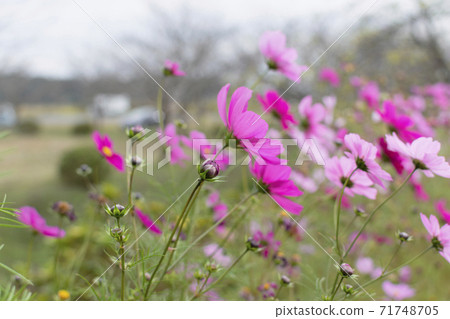 Autumn cherry blossoms in full bloom 71748705